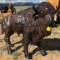 Buffalo Bronze Statue