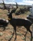 Deer Bronze Statue