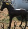 Colt Bronze Statue