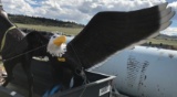 Eagle Bronze Statue