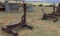 BELSAW MODEL M SAWMILL