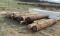(19) CUT TELEPHONE POLES