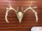 Deer Skull With Antlers