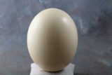 Ostrich Egg 6.5