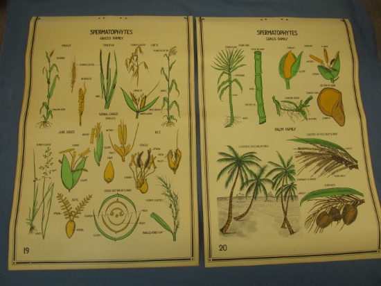 2 Smallwood Botanical  Charts  published by W.M. Welch in 1941 – High school Science  