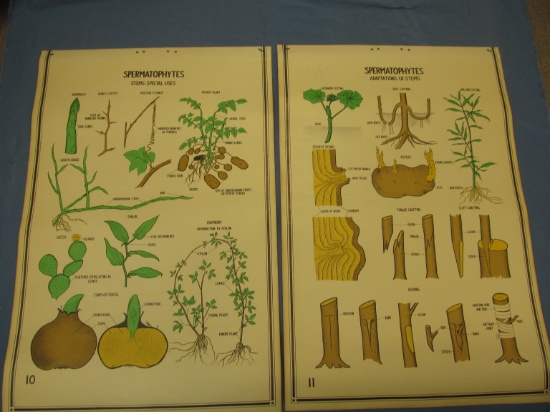 2 Smallwood Botanical  Charts  published by W.M. Welch in 1941 – High school Science  