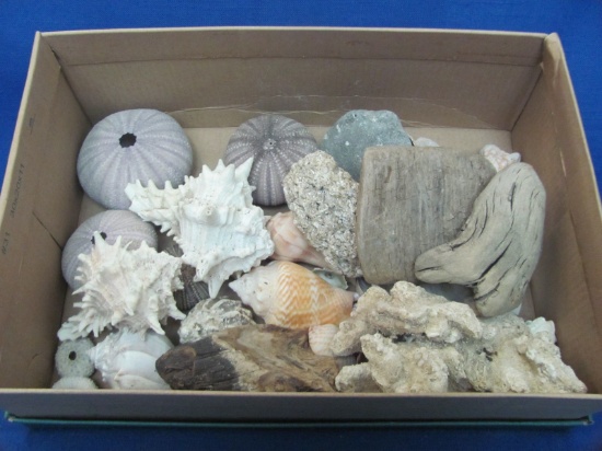 Mix Lot of Sea Shells & Wood – Some Wear/Chips