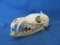 Animal Skull ? - 6” L – Two Pieces - As Shown