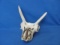 Animal Skull ? - 8” L – Damaged – As Shown