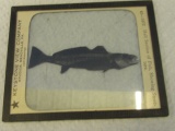 Vintage Slide of ½ Section of a Fish Showing Structure