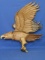 Folk Art Piece: Screaming Eagle with Pyrography feather details, asst. woods, & hand carving – Signe