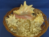 Basket of  Larger Sea Shells & Coral Formation 6” L X 4” T, Conch & Drill Shells 6 1/2” - 3” L & Tig