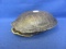 Turtle Shell – 6 3/8” L – As Shown