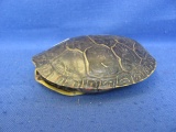 Turtle Shell – 4 7/8” L – As Shown