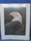 “Bald Eagle” Print – Pencil Signed & Numbered - “A.J. Guastella '83 26/850” - 16” x 20” - Sealed in