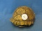 Box Turtle Shell – 4 3/4” L – 2” T – Tiny Nicks - As Shown