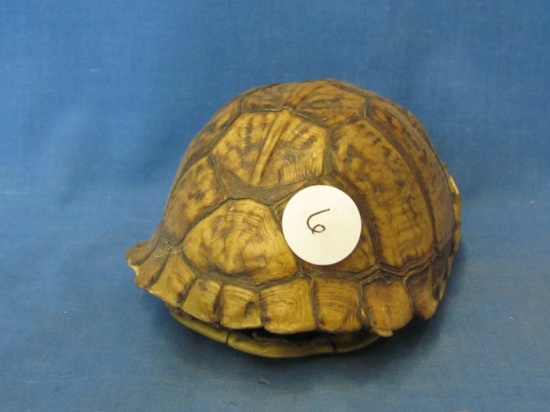 Box Turtle Shell – 4 3/4” L – 2” T – Tiny Nicks - As Shown