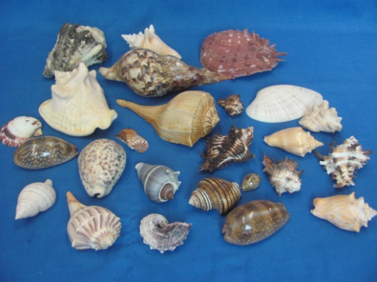 Box of Various Sea Shells – Longest about 7” - Look in good shape but may have some breakage