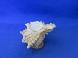 Shell Planter Great Size For An Air Plant Or Pocket Tropics 4”L x 2 ½”H -