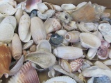 Lot of Sea Shells – Smaller size – Some may have damage