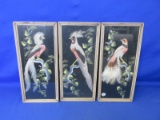 Lot Of 3 Framed Shadow Art w/Feathers Featuring Birds Of Paradise 2-Male 1-Female 14½”Lx6½”W