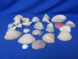 Sea Shells – Wide Variety