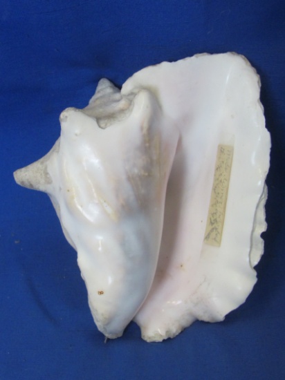 This shell was noted on the tape as being “Ma's dinner horn”  Pink interior