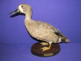 Blue Wing Teal Duck (Taxidermy) Very Beautiful