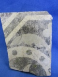 Artifact: 2 Color Mosaic- Marble? Tile in Cement “From the House of Joan of Arc in Orleans”