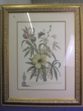 Framed Botanical Print – 38” T x 29” W – “Ketmia”, “Iris”, “Alsine” & 2 Moths