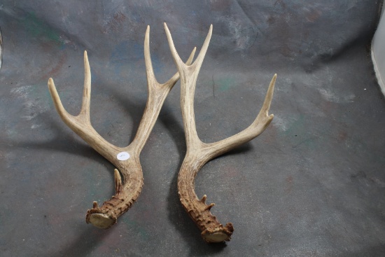 Pair of Deer Antlers that each measure approx. 14 1/2" Tall