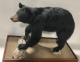 FULL SIZE BLACK BEAR TAXIDERMY ON WOOD BASE