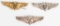 WWII US ARMY FLIGHT SURGEON 3 INCH WING LOT WW2