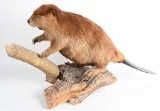 LARGE TAXIDERMY MOUNTED BEAVER