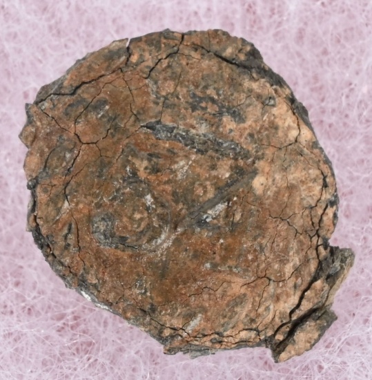 118th CENTURY BRITISH 54th UNIFORM BUTTON WAR 1812