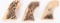 LOT (3) GENUINE STAG GRIPS COLT SINGLE ACTION
