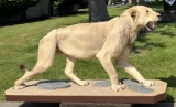 FULL BODY MALE LION TAXIDERMY MOUNT 'OHIO ONLY'