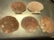(5) SCALLOP SEA SHELLS