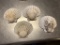 (4) WHITE SCALLOP SEA SHELLS