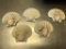 (5) WHITE SCALLOP SEA SHELLS