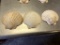 (3) LARGE SCALLOP SEA SHELLS
