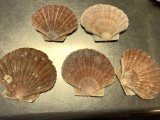 (5) SCALLOP SEA SHELLS