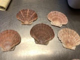 (5) SCALLOP SEA SHELLS