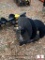 UNUSED WOLVERINE SKIDSTEER AUGER W/2 BITS
