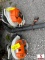 (2) STIHL BR700 & BR800X BACK PACK BLOWERS