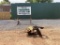 2017 DIAMOND MOWERS INC STUMP GRINDER