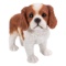 KING CHARLES SPANIEL PUP STANDING