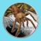 2020 Tuvalu 1 oz Silver Australian Tarantula Proof