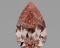 1.81ct VS1 Pear cut IGI Certified Loose Diamond (LAB GROWN)