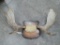 Moose antler mount